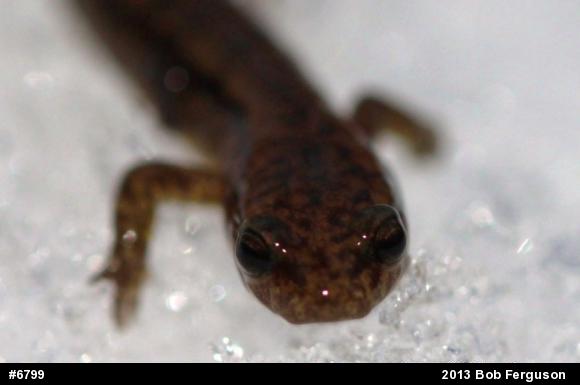 Northern Two-lined Salamander