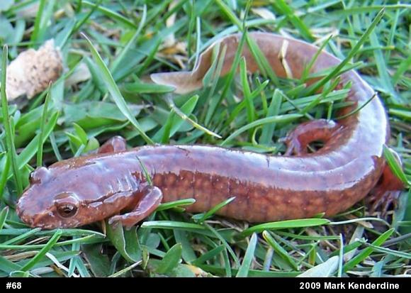 Northern Spring Salamander