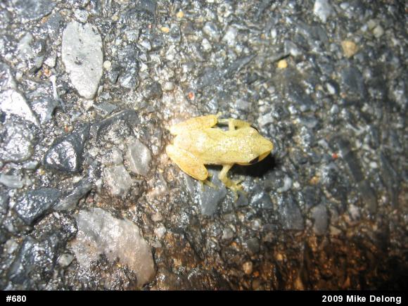 Spring Peeper