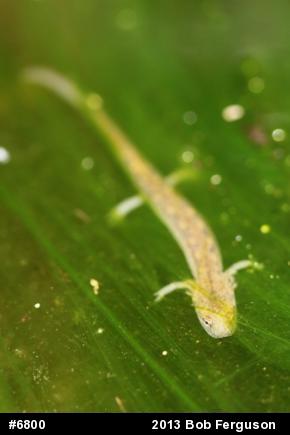 Northern Two-lined Salamander