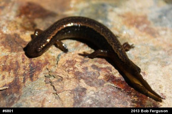 Northern Two-lined Salamander