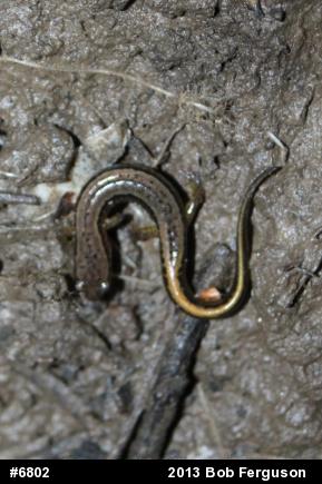 Northern Two-lined Salamander