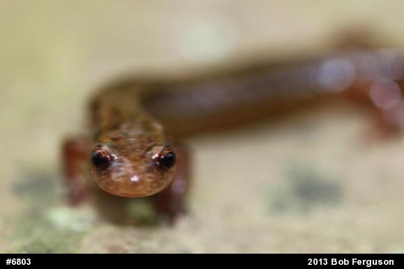 Northern Two-lined Salamander