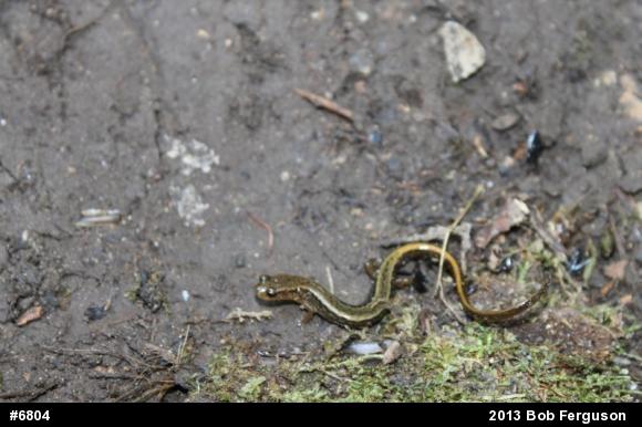 Northern Two-lined Salamander