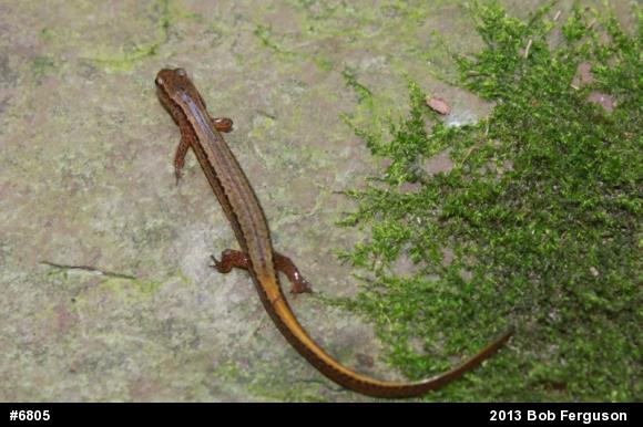 Northern Two-lined Salamander