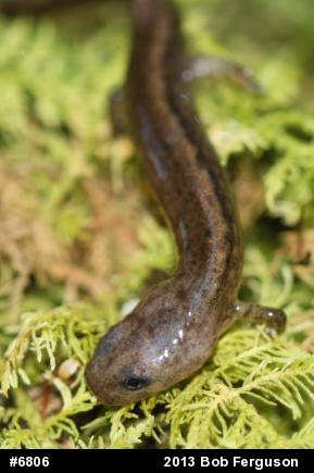 Northern Two-lined Salamander