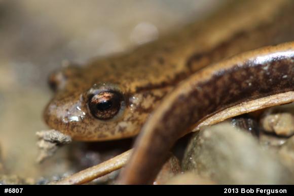 Northern Two-lined Salamander