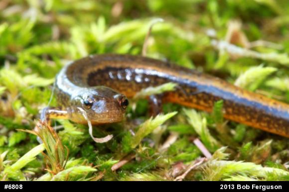 Northern Two-lined Salamander