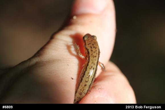 Northern Two-lined Salamander