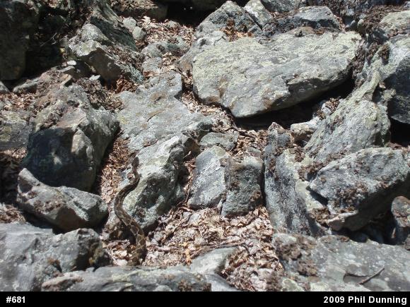 Timber Rattlesnake
