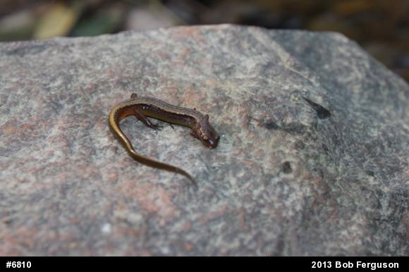 Northern Two-lined Salamander