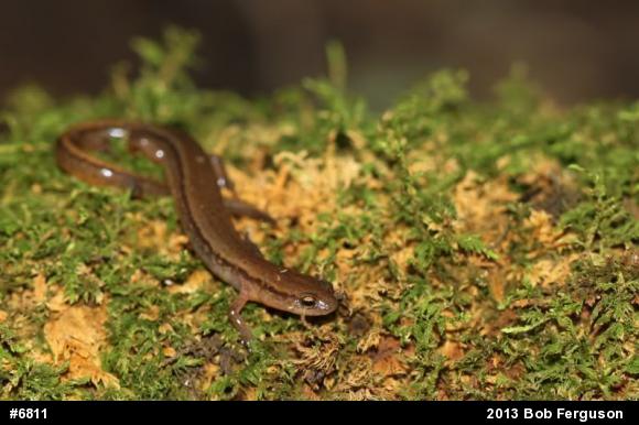 Northern Two-lined Salamander