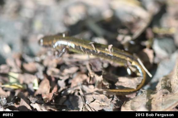 Northern Two-lined Salamander
