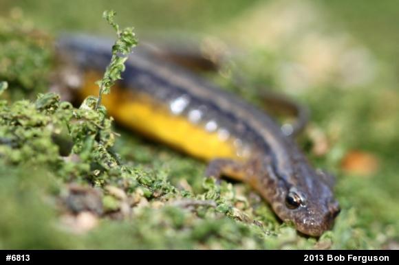 Northern Two-lined Salamander