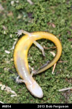 Northern Two-lined Salamander
