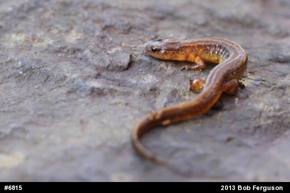 Northern Two-lined Salamander