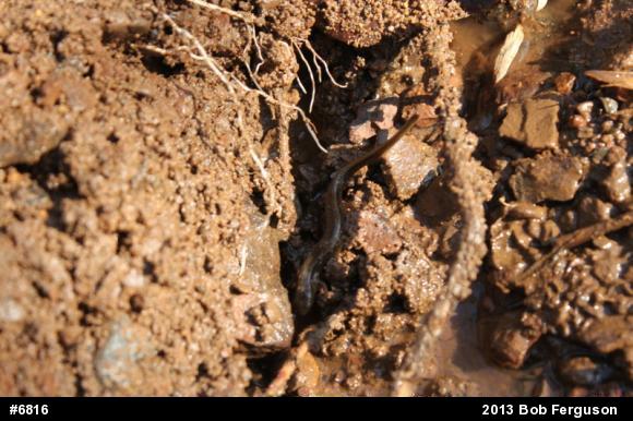 Northern Two-lined Salamander