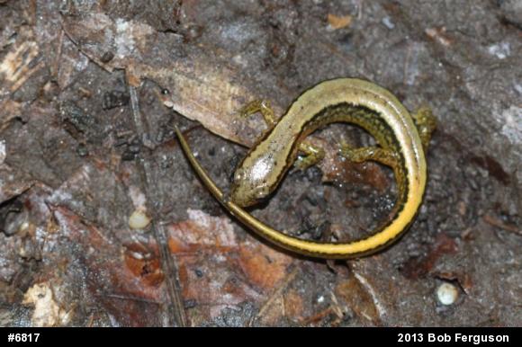 Northern Two-lined Salamander