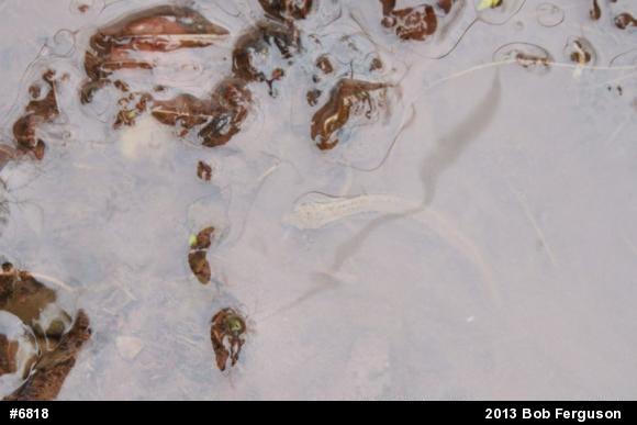 Northern Two-lined Salamander
