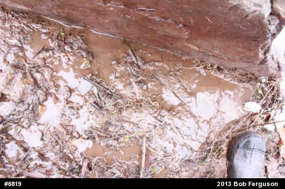Northern Two-lined Salamander