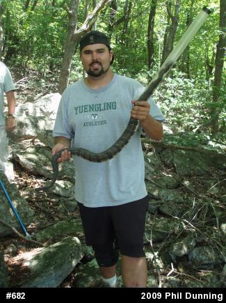 Timber Rattlesnake