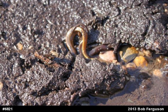 Northern Two-lined Salamander