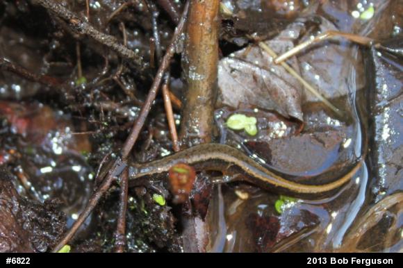 Northern Two-lined Salamander