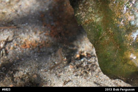 Northern Two-lined Salamander
