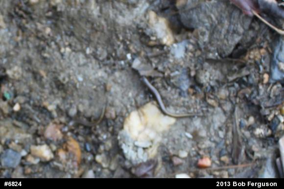 Northern Two-lined Salamander