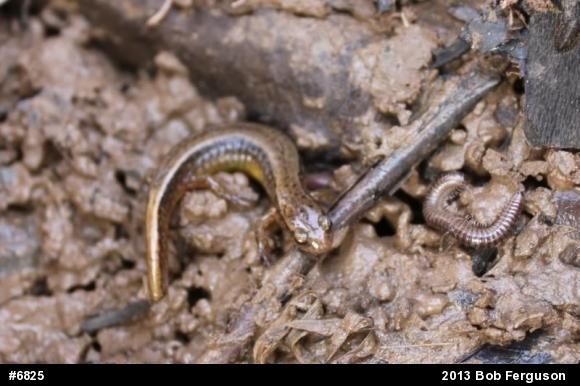 Northern Two-lined Salamander