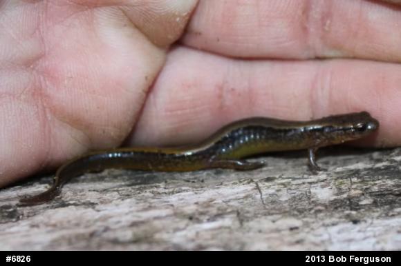 Northern Two-lined Salamander