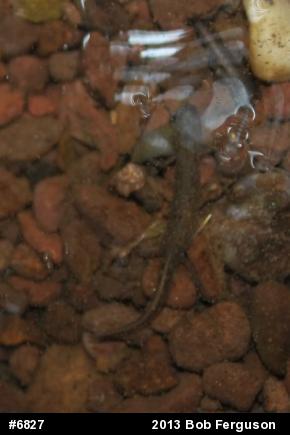 Northern Two-lined Salamander