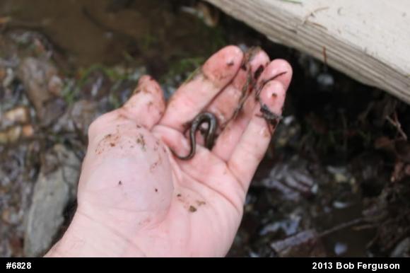 Northern Two-lined Salamander