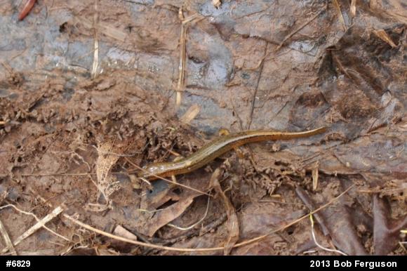 Northern Two-lined Salamander