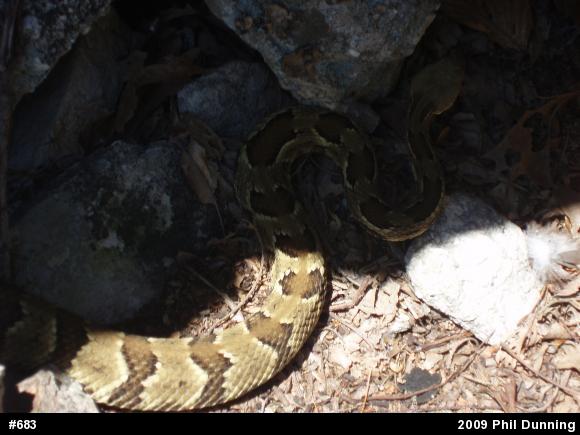 Timber Rattlesnake