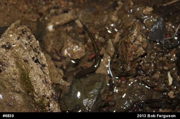 Northern Two-lined Salamander