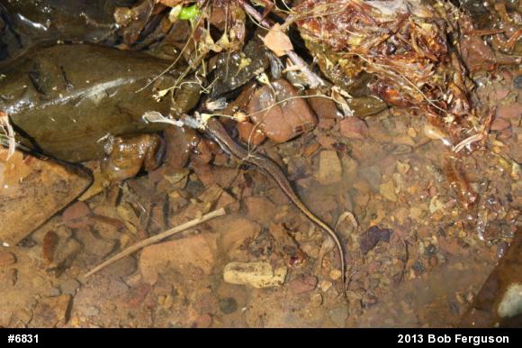 Northern Two-lined Salamander