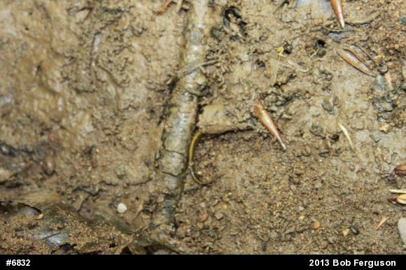 Northern Two-lined Salamander