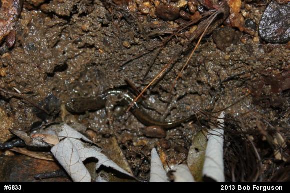 Northern Two-lined Salamander