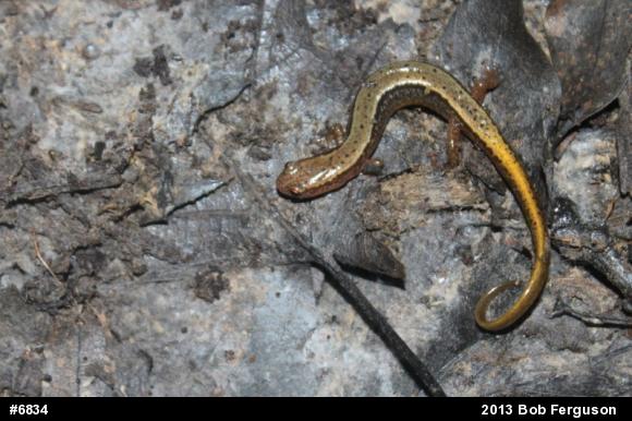 Northern Two-lined Salamander