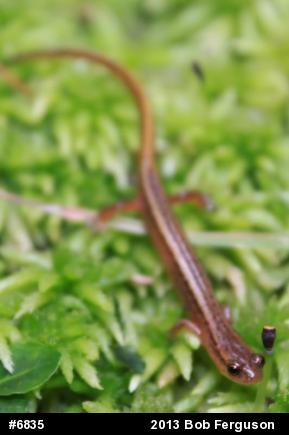 Northern Two-lined Salamander
