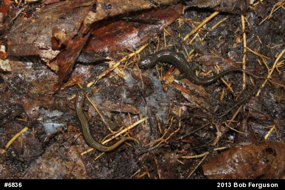 Northern Two-lined Salamander