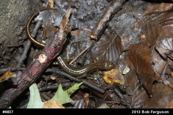 Northern Two-lined Salamander