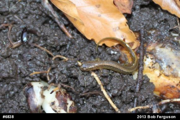 Northern Two-lined Salamander
