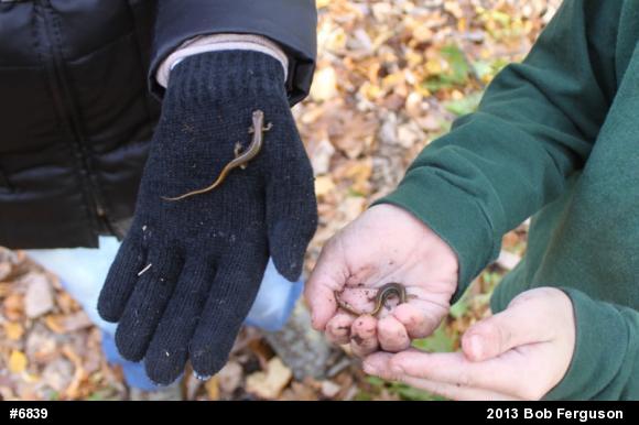 Northern Two-lined Salamander