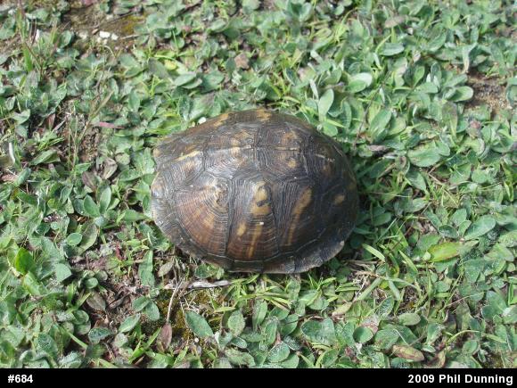 Eastern Box Turtle