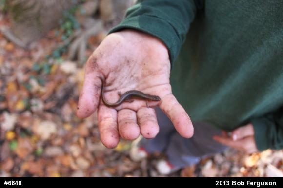 Northern Two-lined Salamander