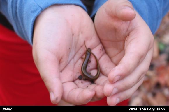 Northern Two-lined Salamander