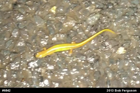 Northern Two-lined Salamander