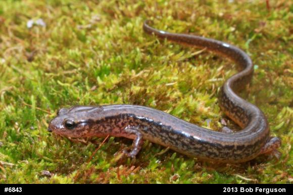 Northern Two-lined Salamander